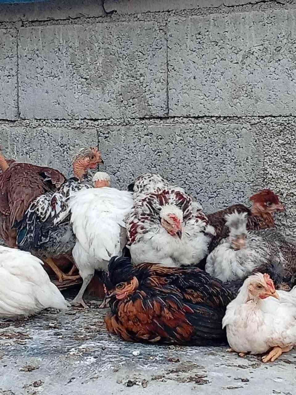 بارۆکو • كەلەشێران • جوتي
