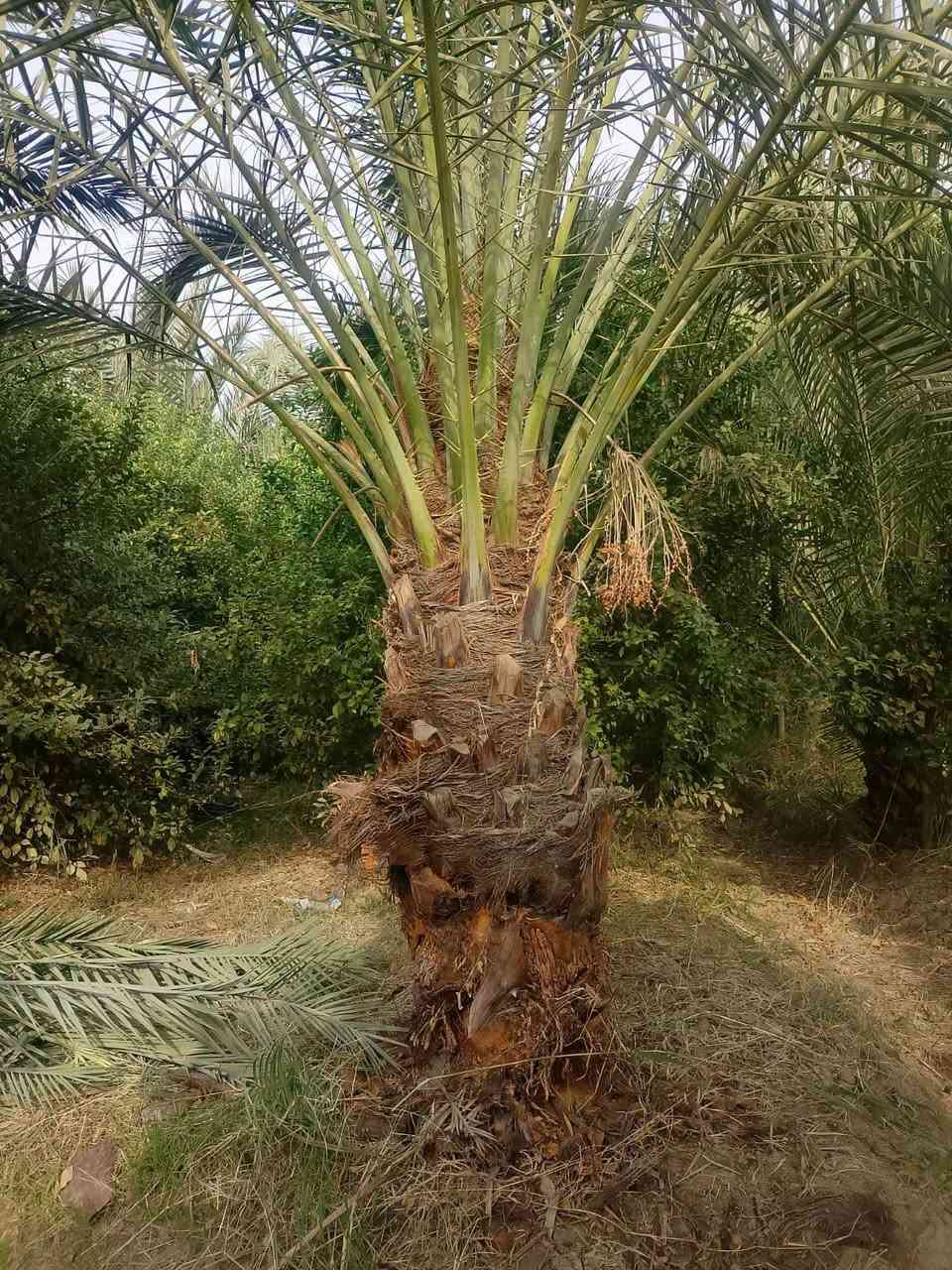نخل • فسيل وامايات • توصيل محافظات