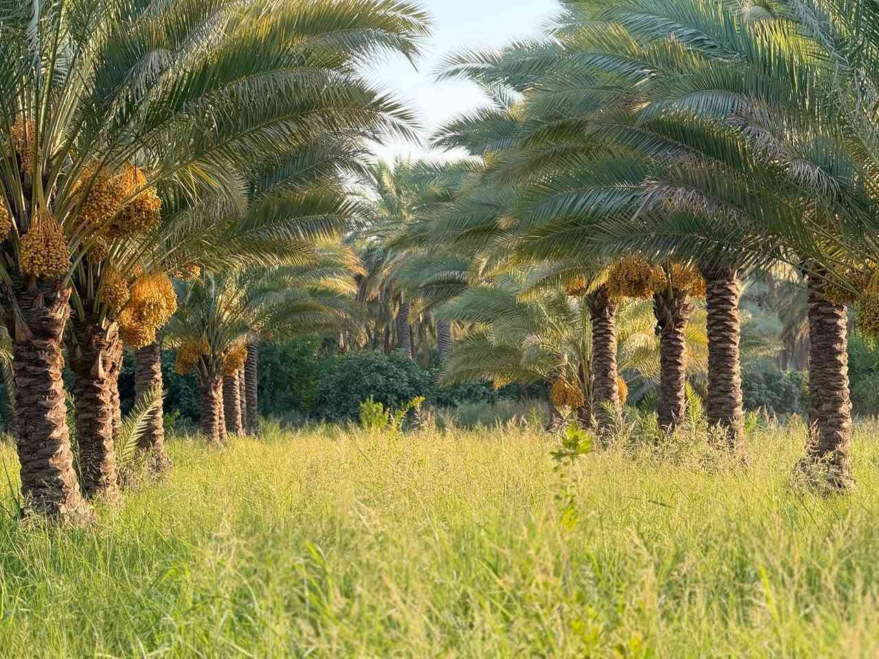فرصة استثمارية ذهبية: بستان نخيل فاخر للبيع
ابحث عن ملاذ هادئ ومنتج؟ لا تفوت فرصة امتلاك بستان نخيل استثنائي يتميز بجمال طبيعي وإنتاجية عالية.
الموقع: في قلب ريف قضاء الصويرة 
المساحة: ٢٥. دونم 
أهم المميزات:
• نخيل مثمر ومتنوع: يضم البستان تشكيلة متنوعة من أجود أصناف النخيل التي تنتج تمورًا فاخرة ولذيذة (أكثر من [١٣٠ نخلة).
• إنتاجية عالية: يتميز البستان بقدرة إنتاجية سنوية ممتازة من التمور عالية الجودة، مما يجعله استثمارًا مربحًا.
• ري منتظم: مجهز بنظام ري فعال يضمن توفر المياه بشكل مستمر ومتوازن لجميع الأشجار.
• موقع متميز: يقع البستان في منطقة زراعية هادئة وجميلة، مما يوفر بيئة مثالية للاستجمام والاستثمار.
•
للمزيد من المعلومات والتفاصيل، يرجى الاتصال بنا على:
• رقم الهاتف: [***********]
• : [***********]
لا تفوت هذه الفرصة النادرة! احصل على بستانك المثالي اليوم.
