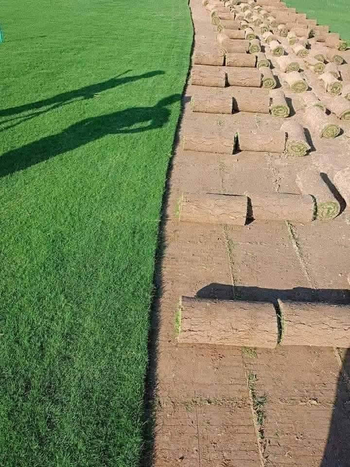 ثيل طبيعي • مشاتل • توصيل كل العراق