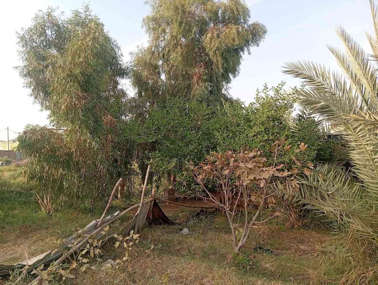 ارض زراعيه • ٣ دونم • ال جباره