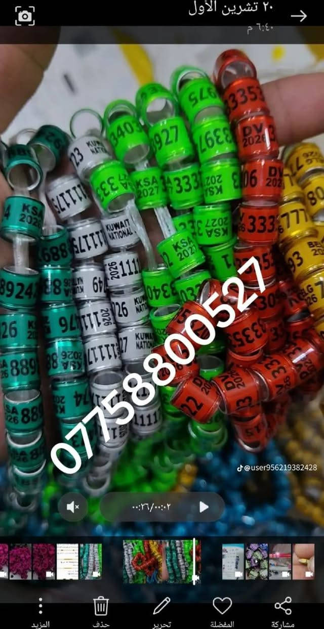حجول طيور • توصيل العراق • شغل مضمون