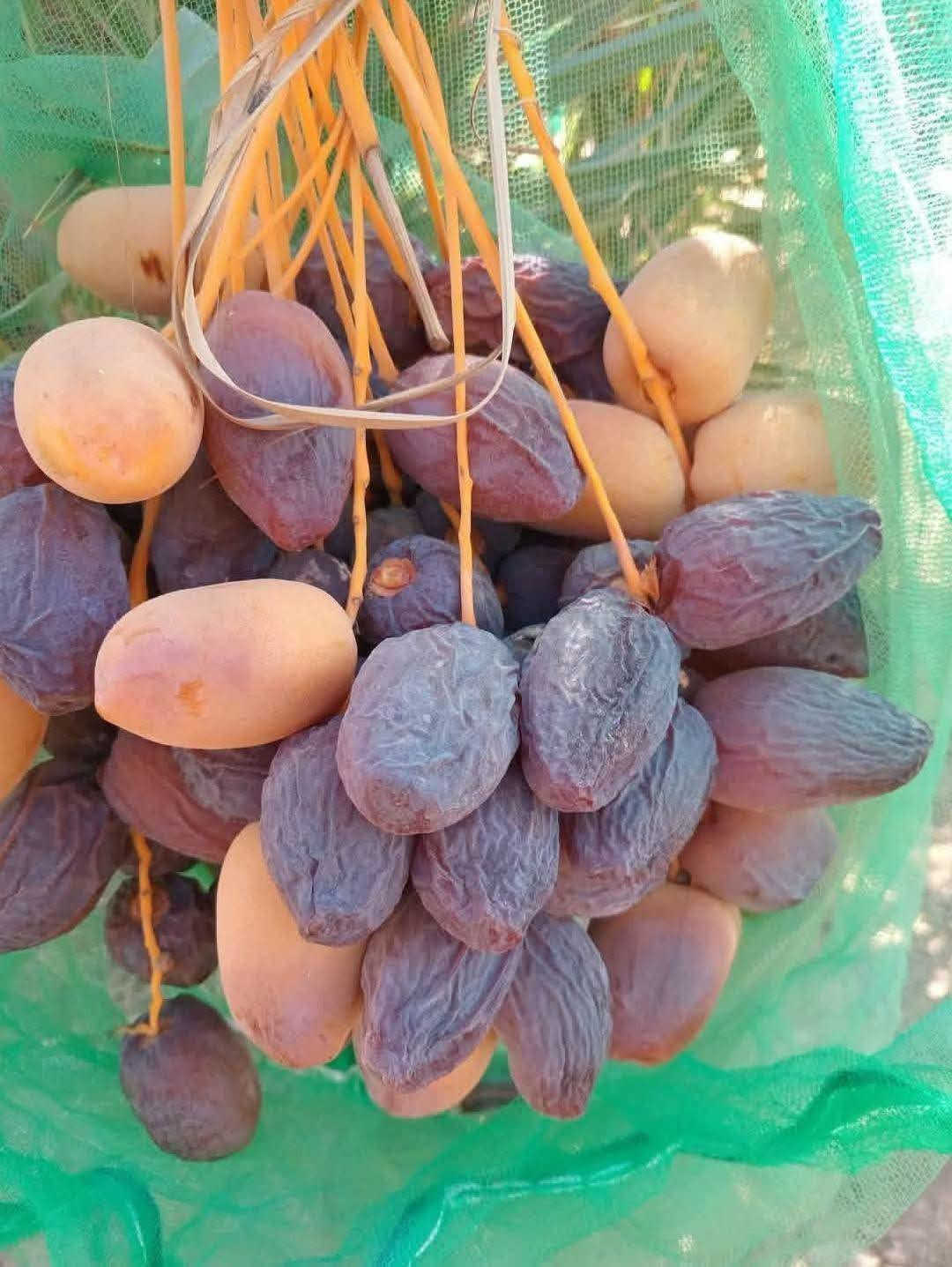 السلام عليكم يوجد لدينا بريم ومكتوم وبلكه وبرحي بل طينه ويوجد لدينا توصيل لكافة محافظاتالعراق***********

