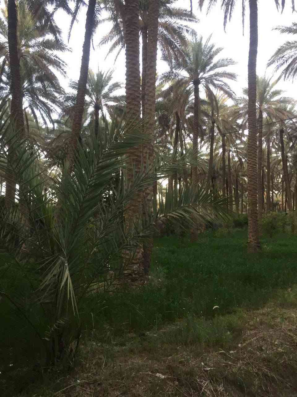٦ دونم للبيع مع دار الحسينية الصلاميه تبعد عن الشارع العام ٥٠ متر الوارد السنوي ١١مليون الاستفسار على الخاص ***********
