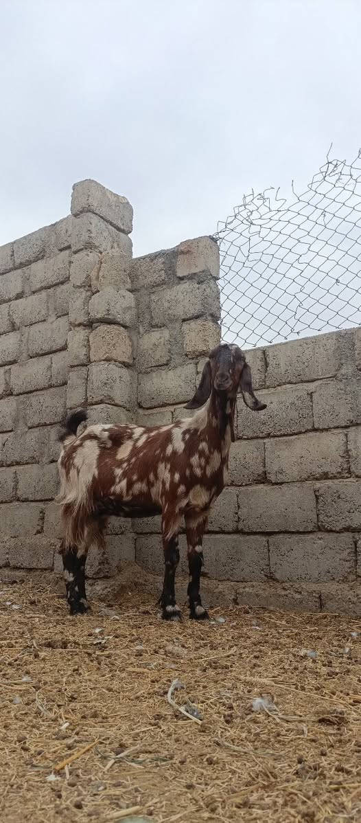 عنز رقوث • ٤ سنين • مكفولة