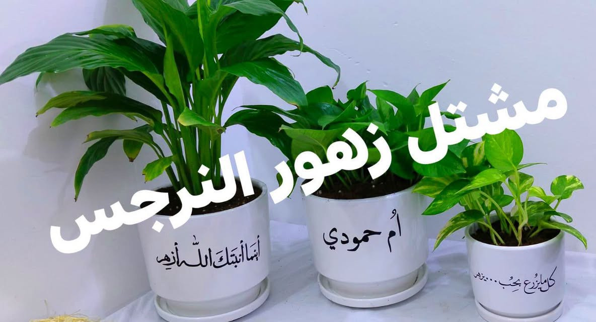 مشاتل زهور الندى • شتال نرجس • توصيل كل المحافظات