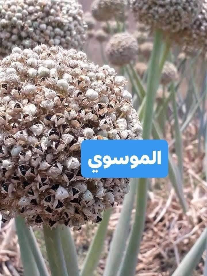 بذور بصل عريب ابو جرخ الحار 
درجه اولى معرب على ادينا ملگط راس راس 
العنوان بابل الكفل ***********
