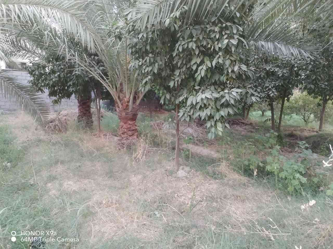 السلام عليكم بستان مساحته ٤٠٠ متر واجهه ١٤ يحتوي ع ٢٠ نخله و٢٠ حمضيات سند ٢٥ الموقع الدوره بوعيثه ع  السده ركن للاستفسار ***********
