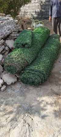 سياج • ثيل عشبي • ٢٣م