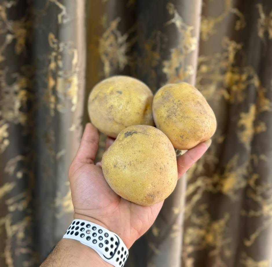 خيرات بسماية • خضار وفواكه • طماطة عراقية