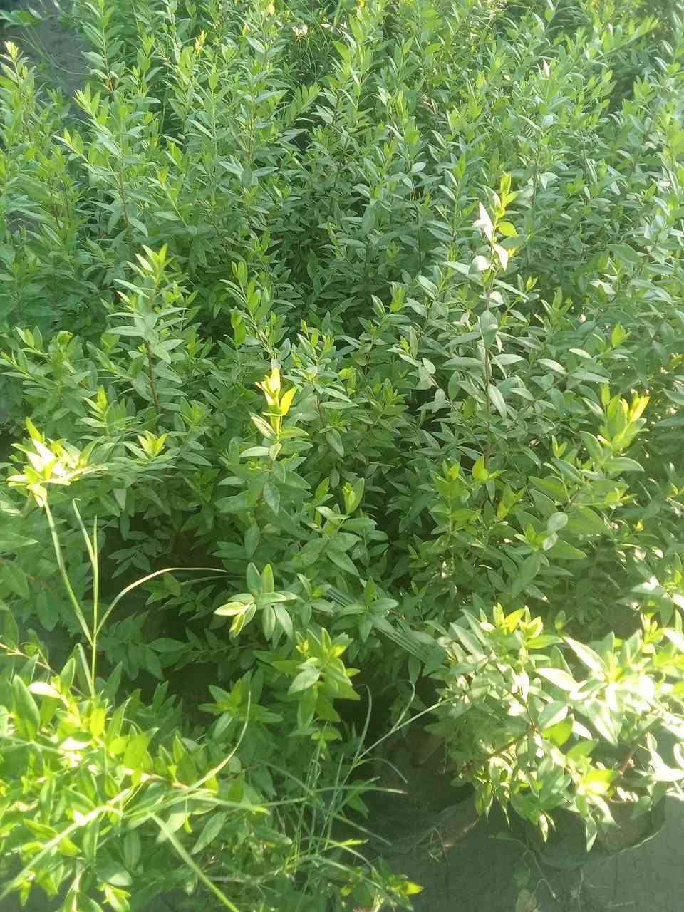 ياس عراقي ب٢٠٠٠
كل ٣ب٥ 
التوصيل داخل بغداد فقط 
للطلب*********** واتساب
