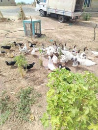حمام • دجاج • اشميط