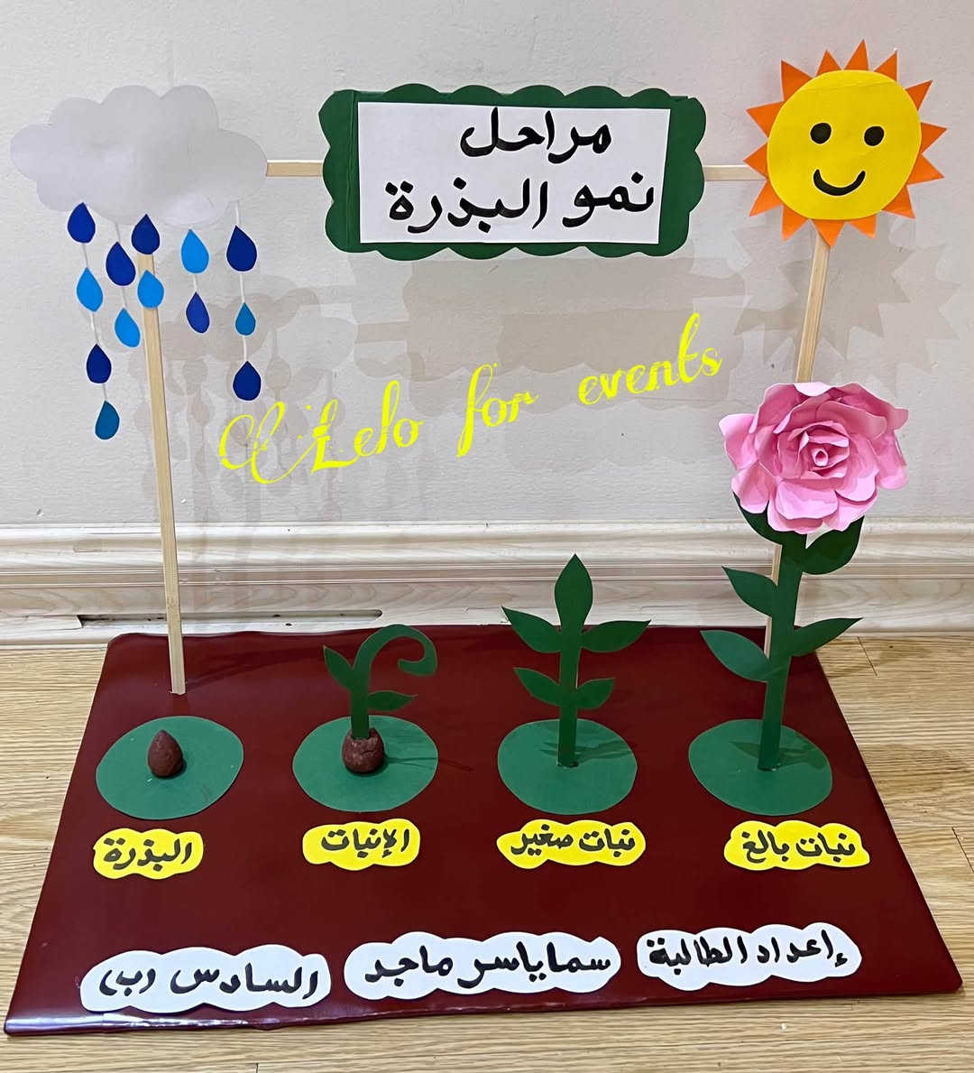 مجسم تعليمي • مراحل نمو البذرة • الصف السادس