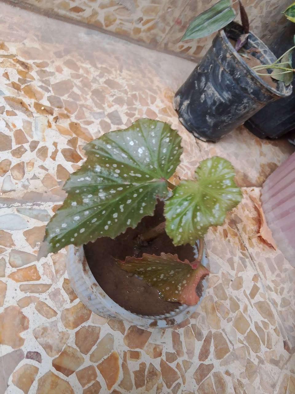 نباتات • صغيرة • ٤ قطع