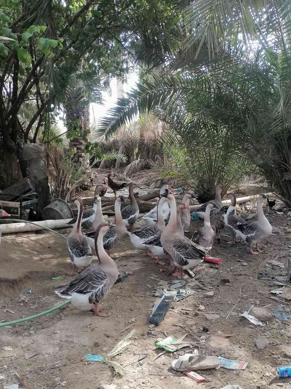 بطوط للبيع • مجموعة ١٤ • ديوانيه قرب الشاميه