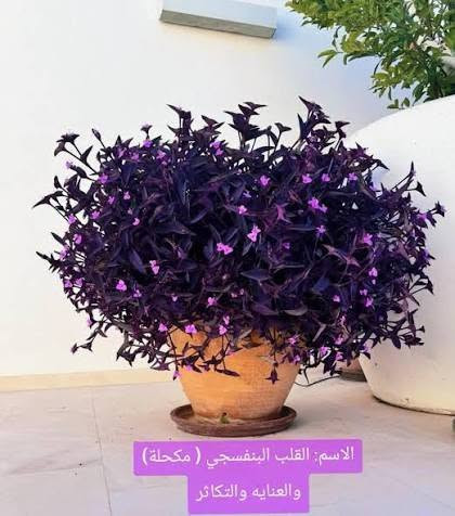 المشتل البيتي 
شتلات للبيع 
نوع مكحلة زرقاء 
سعر الشتلة الكبيرة  ب ١٠
سعر الشتلة الصغيرة ب ٥ 
يتوفر جملة ومفرد 
صبار /غير متوفر 
متسلق/ غير متوفر 

للتواصل والاستفسار عبر الخاص فقط
***********

نص مكتوب في الصور:
- التربة: خفيفة وتصريفها زين، الحرارة: تحب الجو الدافئ، وما تتحمل البرد القوي، التقليم: قص الأطراف بين فترة وفترة حتى تبقى كثيفة مثل اللي بالصورة.
- الاسم: القلب البنفسجي ( مكحلة )
- والعنايه والتكاثر