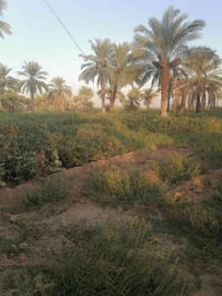 ارض زراعية للبيع عله طريق السنيه الدوانيه مدخل السنيه اول جسر وطب بل ف...