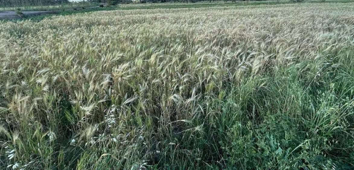 الرحمانية • ٥٧ دونم • ماء سقي