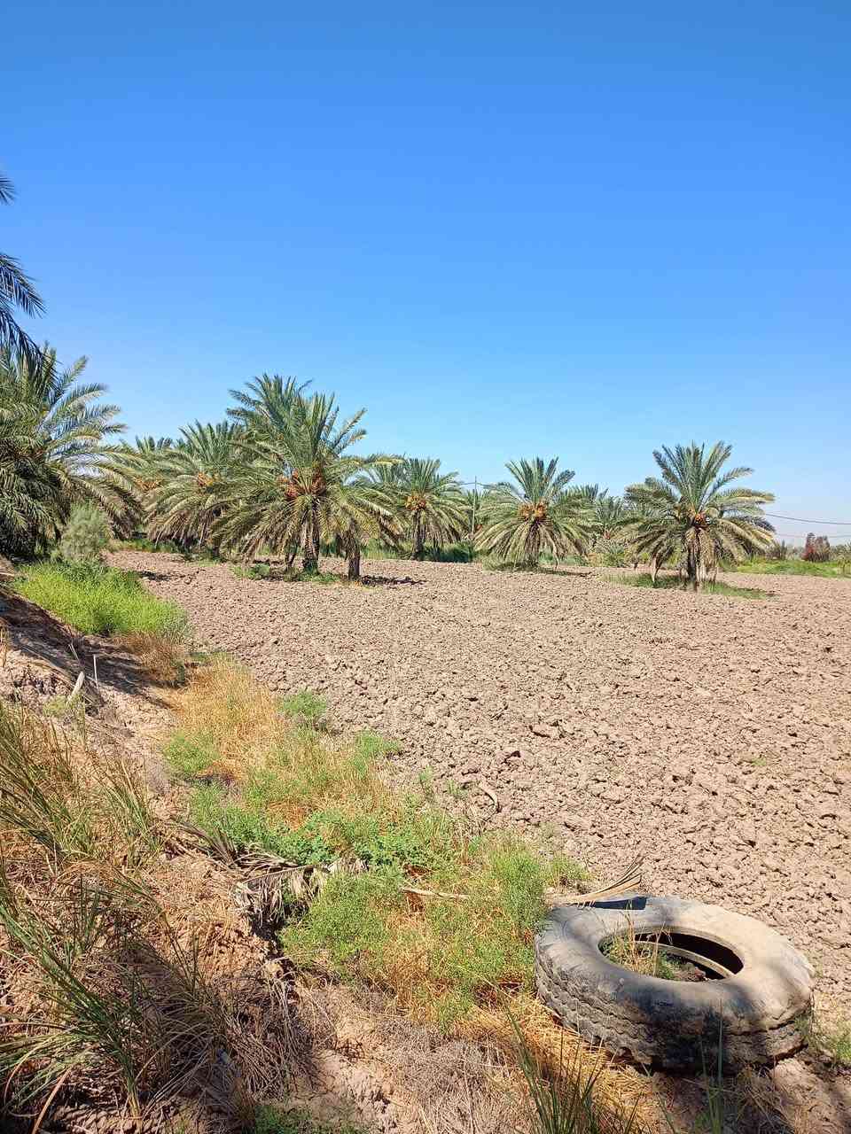@مكلف بلنشر
سلام عليكم  ارض زراعيه عقد 35مجدد السنة 2027 في الكفل ع طريق السبعه خلف محطة الكهرباء الجديده تبعد عن طريق حله نجف 1200متر وعن شارع القاسم حله 150متر مساحة الارض الزراعيه 6دونم وتحتوي ع 22 نخله حلاوي وخط كالمتوز ع ضفاف النهر وتحوي ع ماء اساله وكهرباء +مياه سقي وتكون الارض مربعه وتحيطها من ثلاث جهات طريق سياره رقم صاحب الارض ***********
