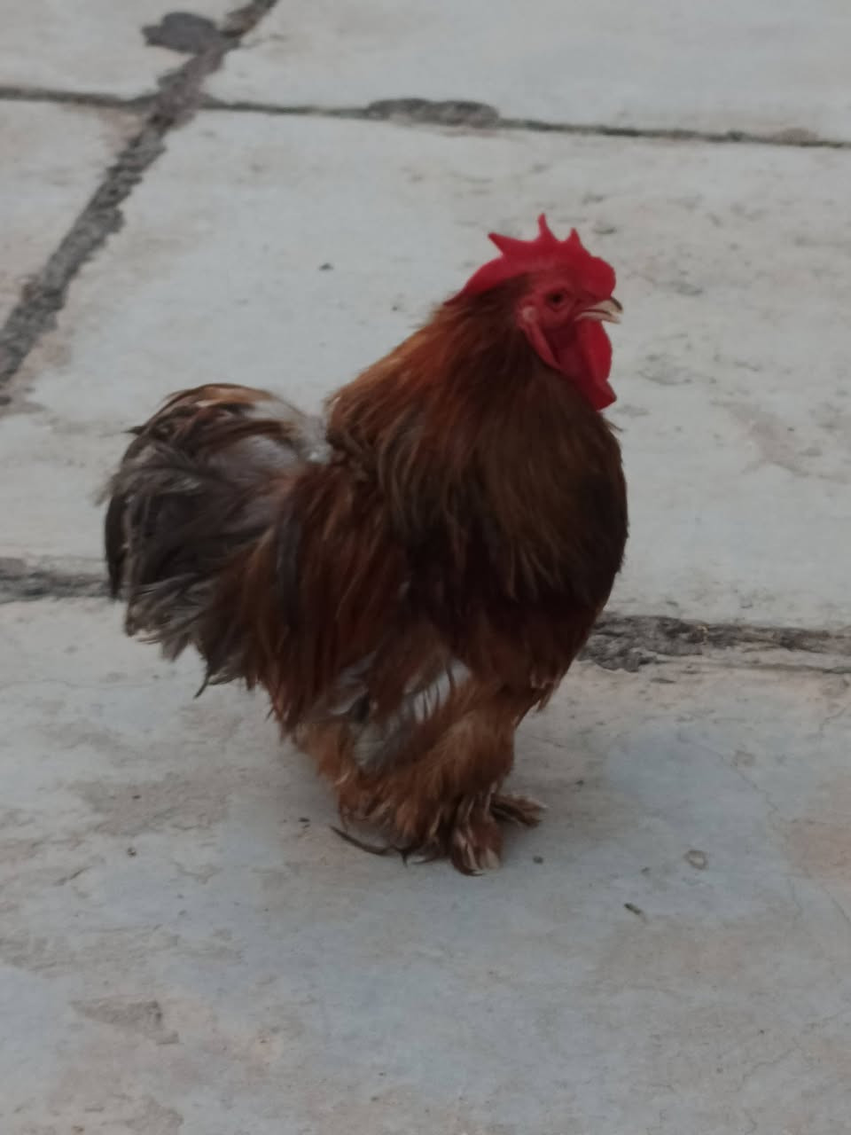 للبيع ‏‪***********‬‏
