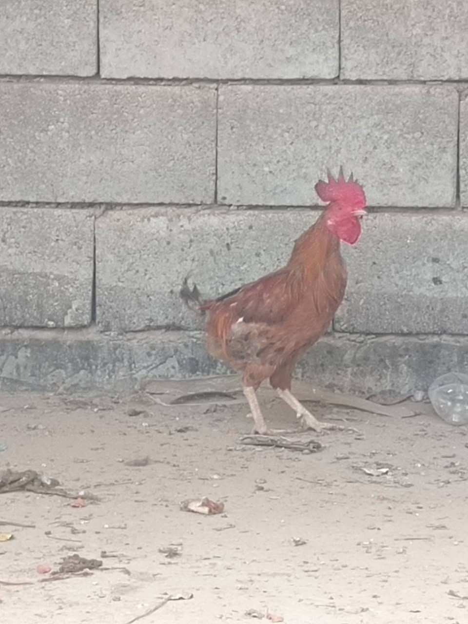 للبيع. ديوجه ثنين عرب. واحد منهن تك عين
سعرهن 25 ثنينهن مكاني ديوم
***********.
