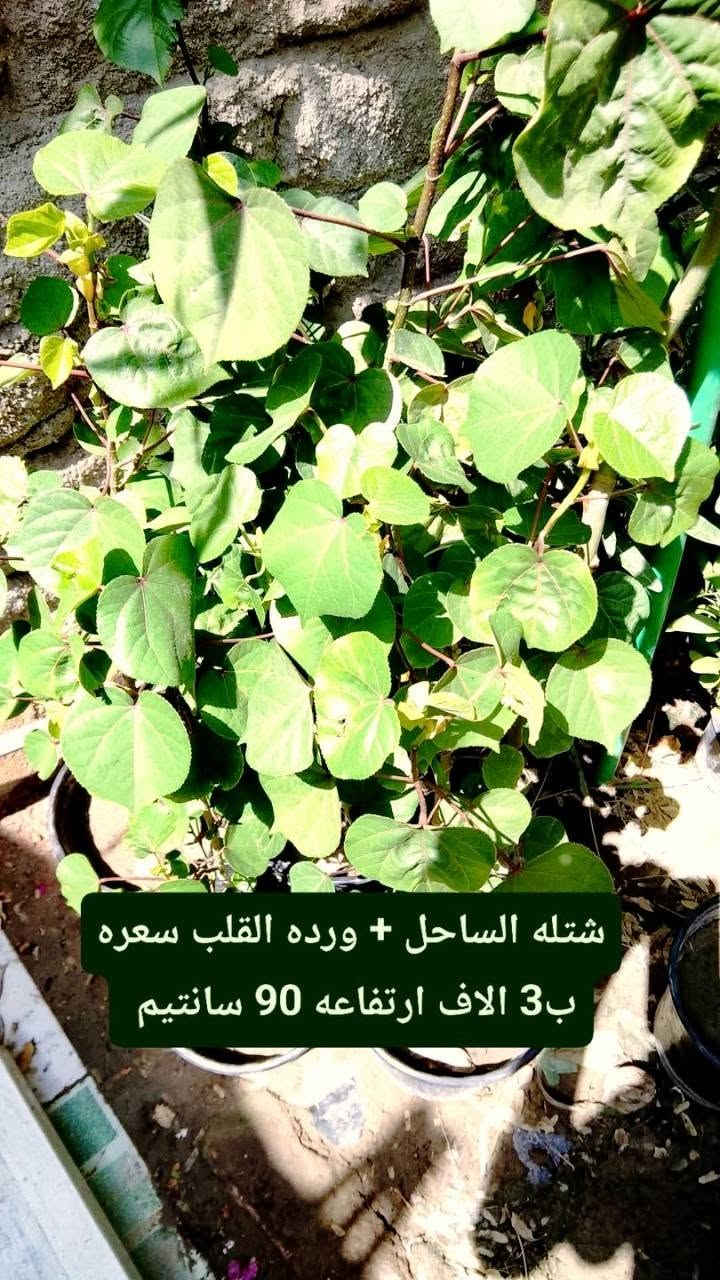 متوفر عدنه زرع كاتب على الصوره كلمن والسعر والنوعية الموجوده 
نزلت لكم سعر تفليش الي يريد يراسلني خاص. رقم الهاتف/*********** .الي عنده حديقه نشتغله شغل كامل + ضمان على زرع فقط يم ابو جروح

نص مكتوب في الصور:
- شتلة لالة عباس ب1 دينار فقط ورده بليل يطلع .
- شتلة ددونيا سعره 1 ونص
- شتله الساحل + ورده القلب سعره ب3 الاف ارتفاعه 90 سانتيم
- شتلة كاريزيا سعره ب 3 الاف
- شتله ورد القهوه سعره ب 3 الاف ارتفاعه 80 سانتيم
- ياس عراقي السعر ب 2 ارتفاع 40 سانتيم
- اكاسيا صفرة مصريه حايله السعر ب 3 الاف ارتفاعه متر و 20
- بمبر السعر ب 3 الاف ارتفاعه 45 سانتيم