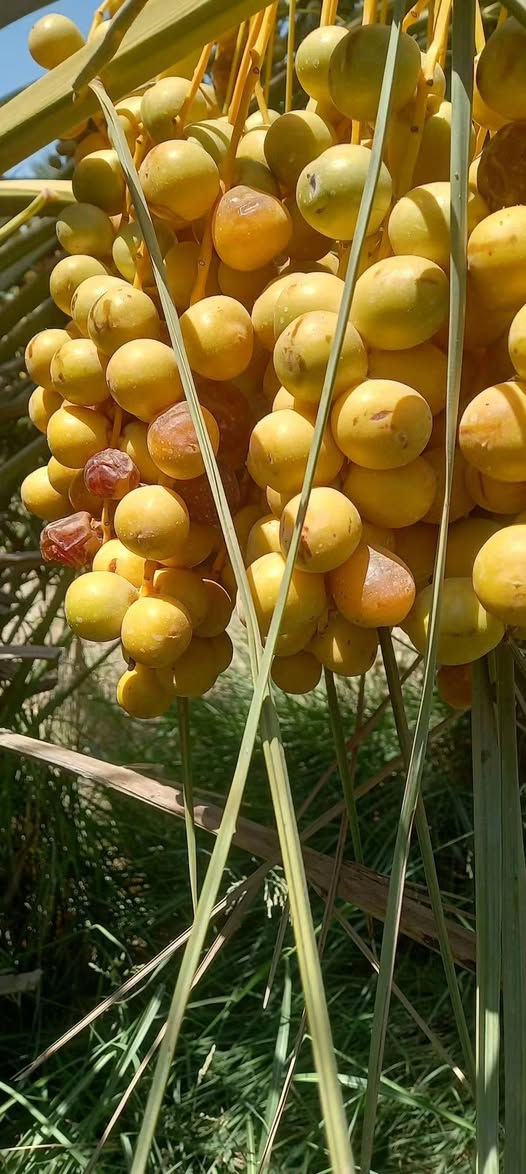 متوفر نخل امايات عدة اصناف للبيع .برحي ع1 بربن ع2 خياره ع3 طبرزل انشطاري ع2 ليلو ع1بلكه ع1 المكان كربلاء طويريج ***********موجود توصيل كافت المحافضات
