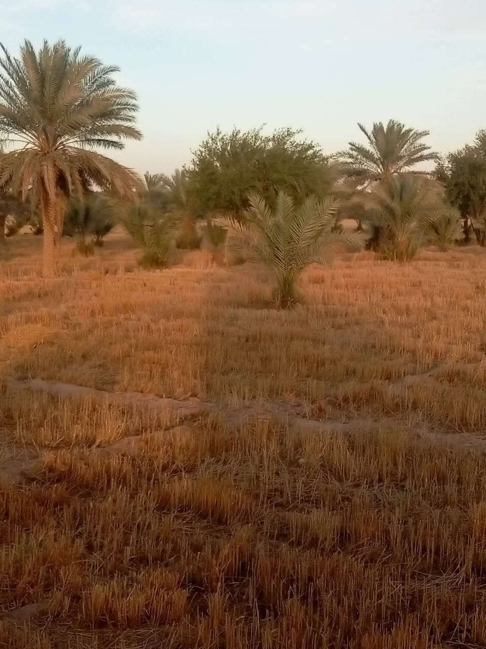 نجف كوفة • ٣ دونم • نخيل وسدر
