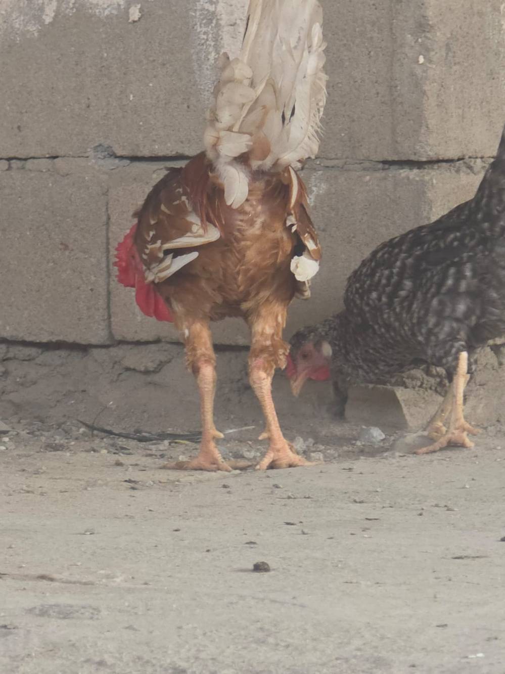 دجاج بياض • أقل من سنة • البصرة