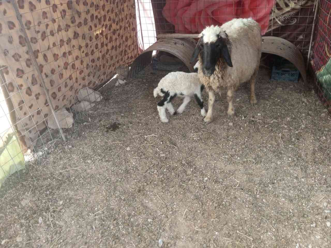 رقوث سن وشطر ونصاح سعر 575 مكان بروانه حي الشرطه يوجد توصيل توصيل على شراي ***********
