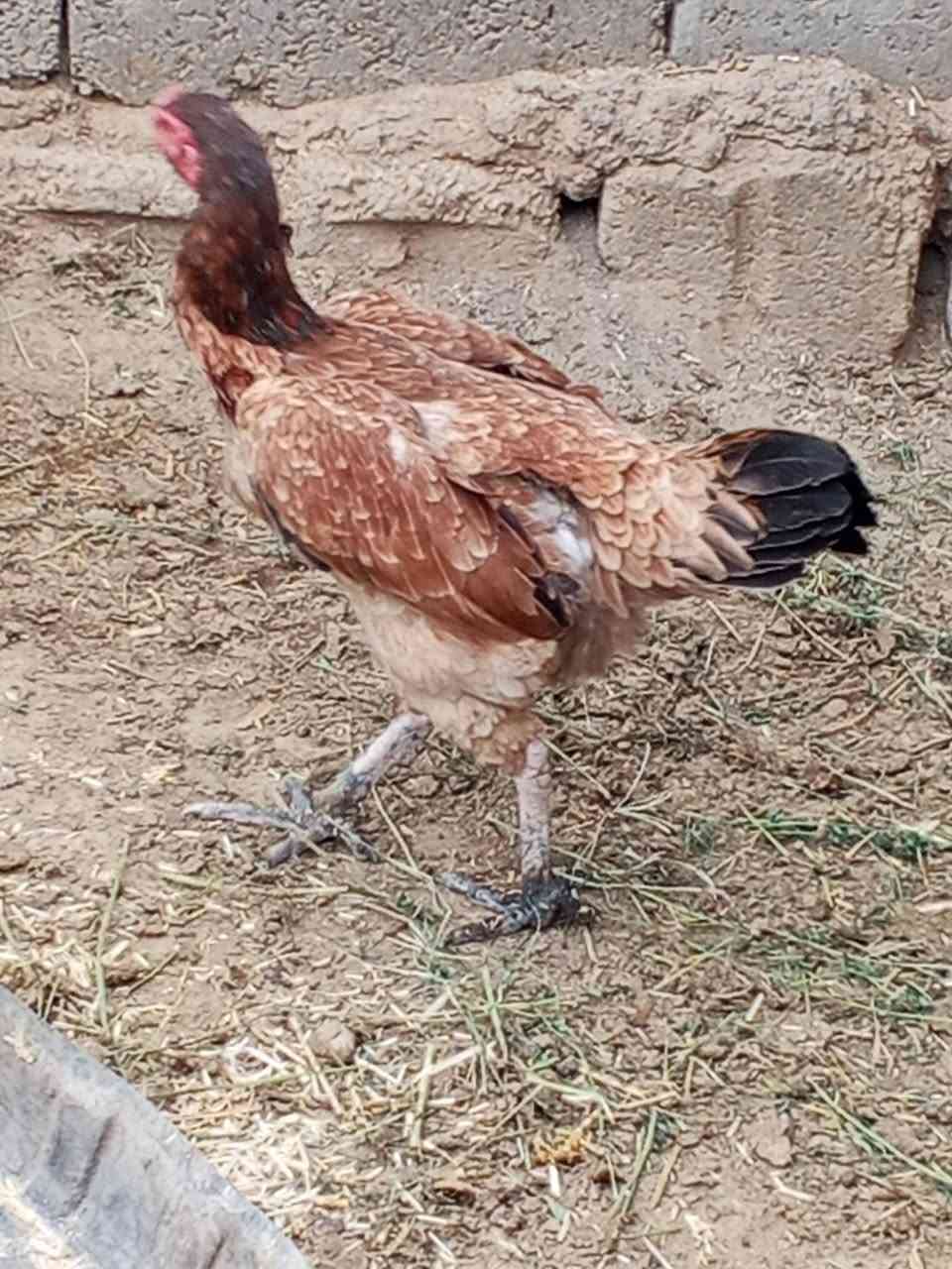 هرتيات ٢٥٠ • للبيع