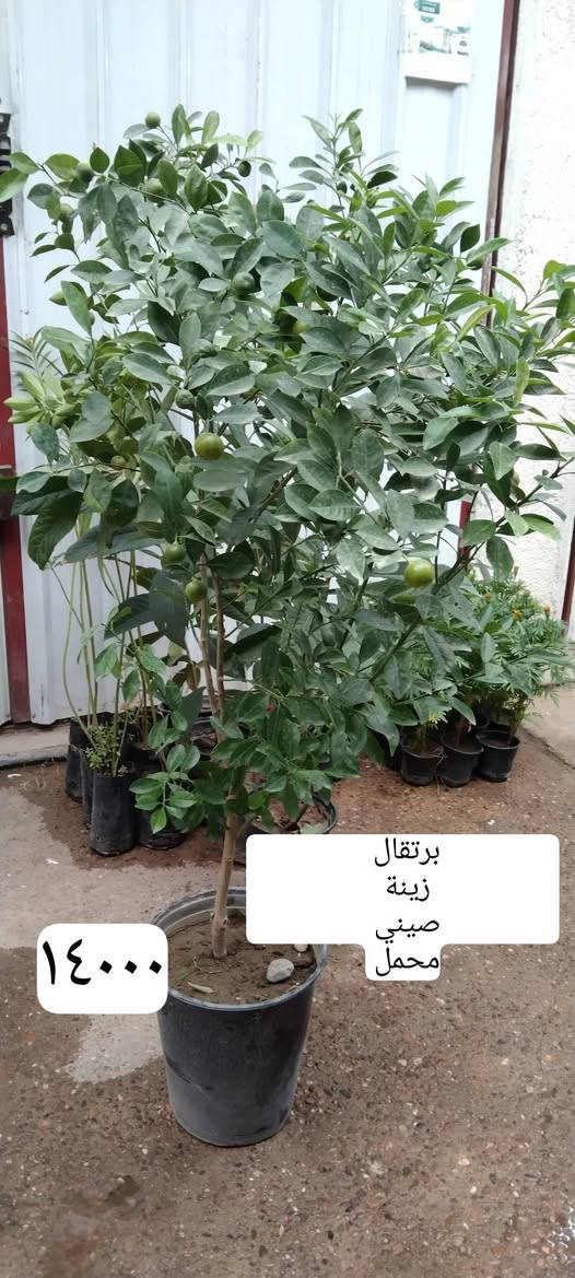 بغداد حي العدل • نباتات زينة • قيصرية عباس