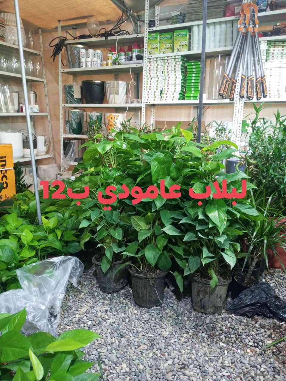 عرض خاص لمدة يومين فقط 🔥
هذا العرض مابي توصيل 
العنوان الحود الشارع العام مقابيل الحود مول مشتل الظلال قرب مفرق الزاوية ***********
الاسعار مكتوبه على الصور
