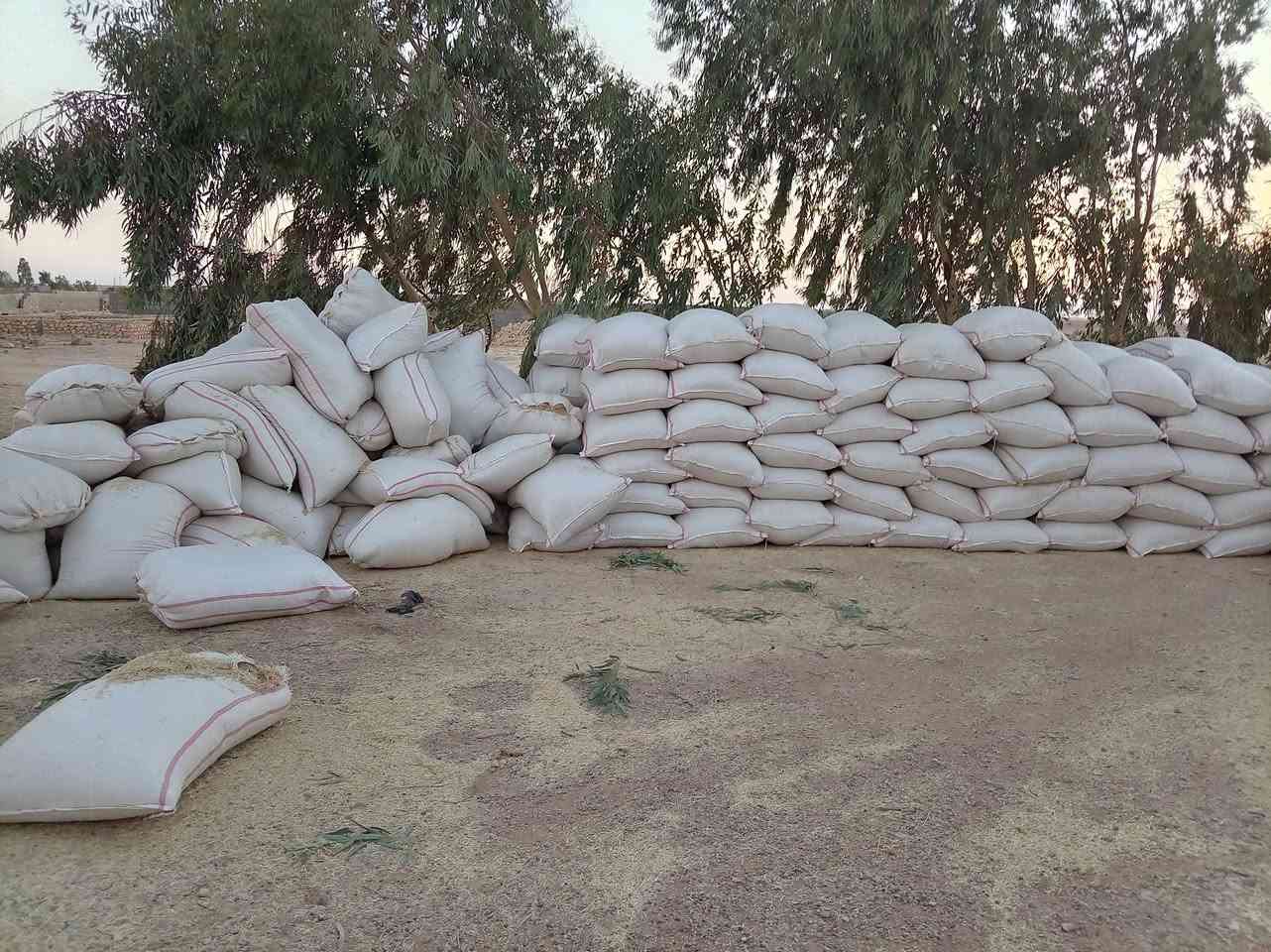 تبن درجه وله  
شل ابو 80  سعر الزوج 6 تلاف 
مكان حديثة 
***********

