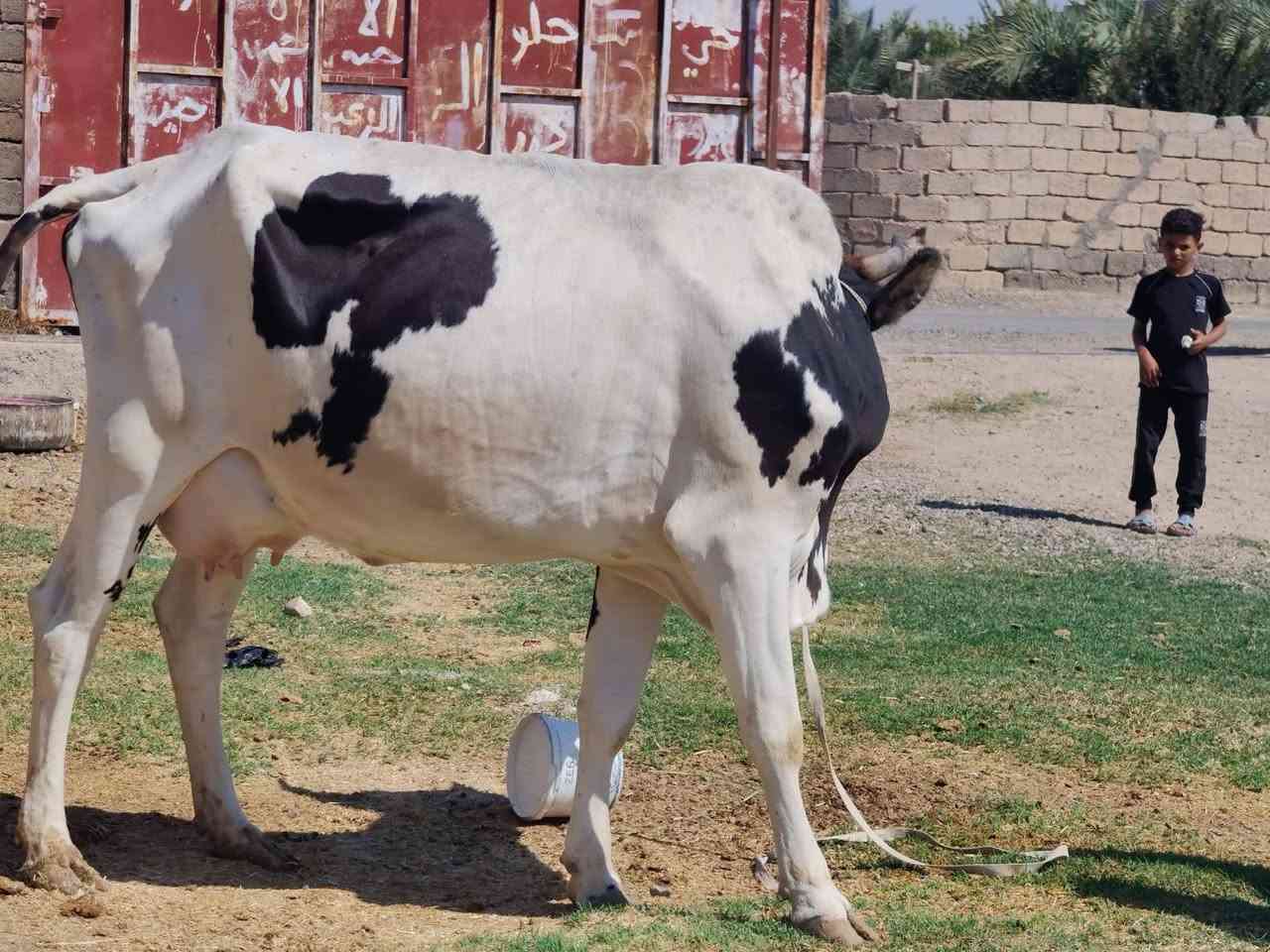 اللهم صلي على محمد وآل محمد 🌺 بقرات العدد3 كلها درجه اوله ولاد جدد وحليب فول مكفلات على كل عيب للاستفسار الاتصال على الرقم *********** ملاحضه يرهم مراوس بحلال  العنوان الشرقاط قرية سديره سفلى
