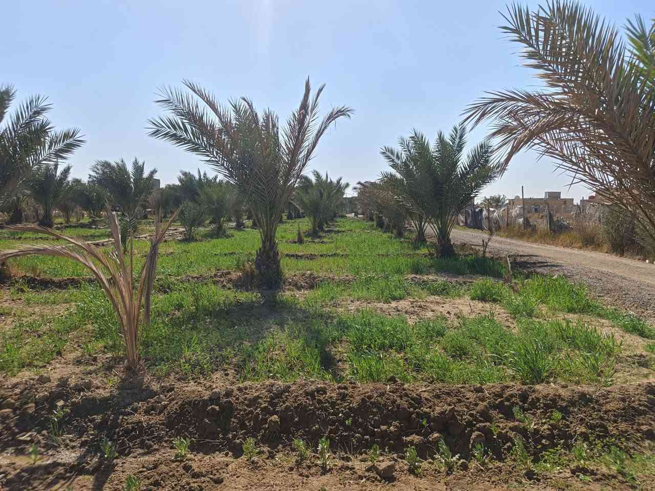 نص دونم
نص دونم مربع نزال ٣٨ في ٣٣
مزروع نخل 
فقط بدون بناء 
السعر ٣٠ 
تبعد عن الشارع ١٠٠ متر
السدير السياحي منطقة ال عبود
 للاستفسار
***********
