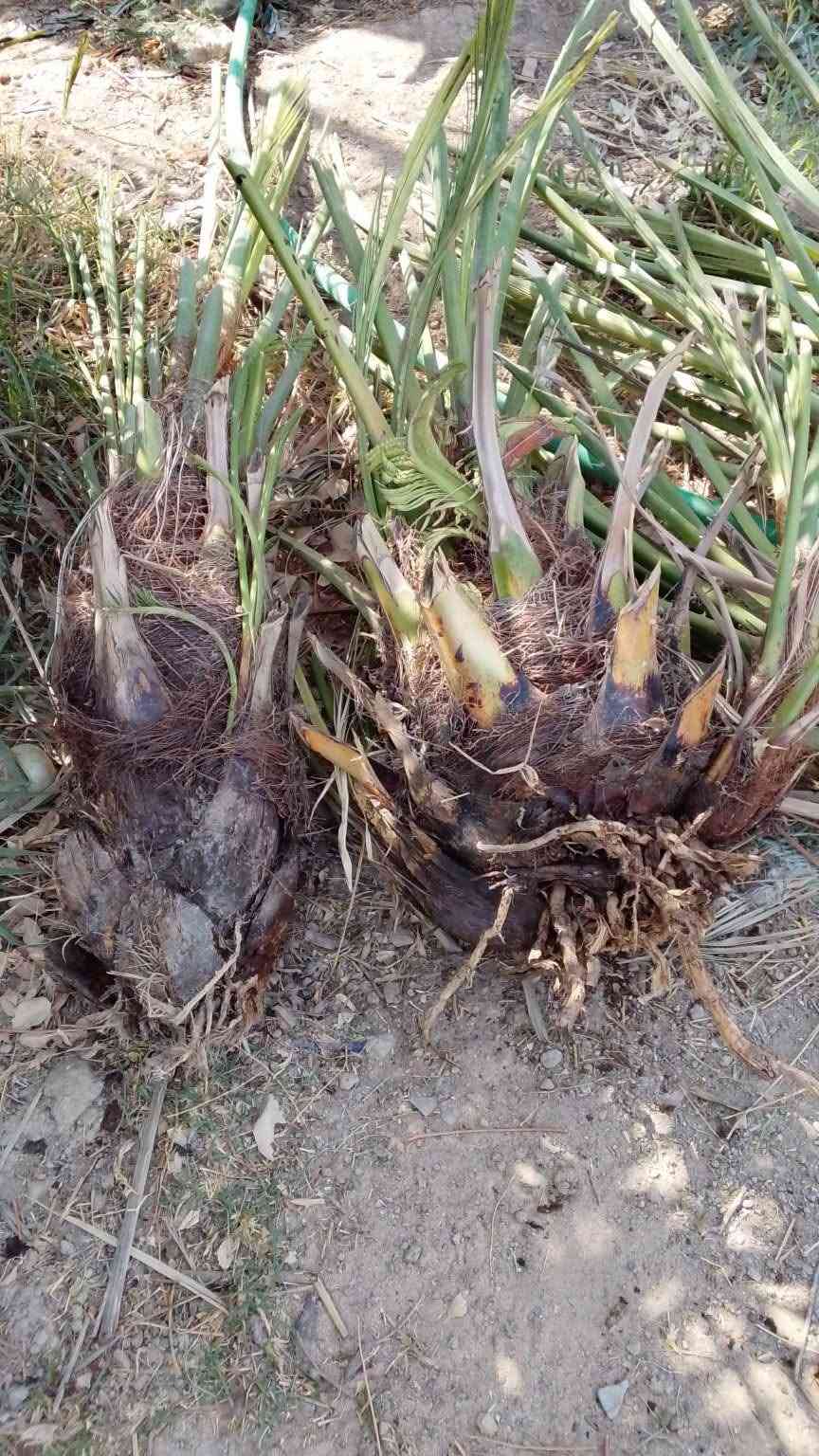 متوفر فسائل شويثي شكر ام الأصابع خضراوي مندلي زاهدي ديري فالطلب فسائل اكبار كلش وجذورتهن تخبل ***********
