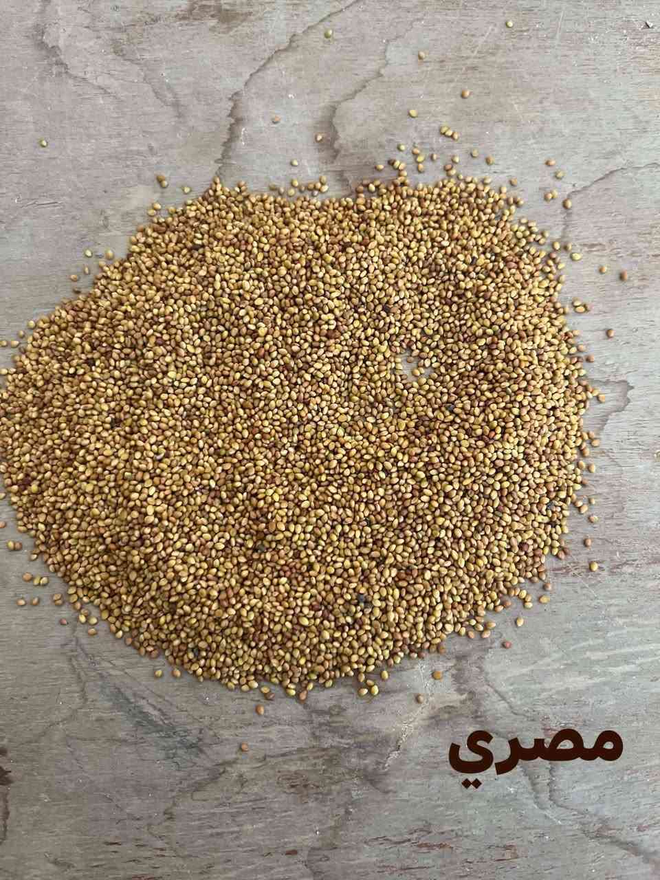 يوجد برسيم نوعين عراقي مصري لرقم ***********

نص مكتوب في الصور:
- عراقي
- مصري