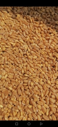 بذور حنطة • صنف نزار • إنتاجية عالية