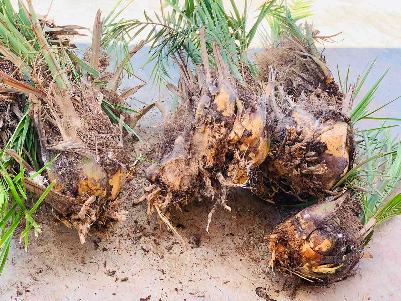 ﷽ 

من الان يبدأ موسم قلع وتحويل الفسائل 🌴
ويعتبر هذا الوقت ⌚️افضل وقت للقلع وزراعة الفسيل 

نشتغل شلون ما تريد 
تريد بالاجرة يرهم
تريد الفسائل بالنص هم يرهم 
عندك نخلة مخيشة من الفسائل اجي انضفها وبالمقابل اخذ الفسائل 

للأتصال ***********
