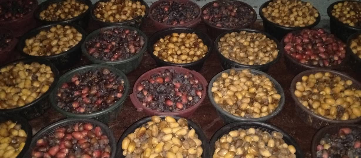 يوجد انواع تمر الحله بربن +شكر +سلطاني طبرزل +خستاوي السله كيلوين اب ٥٠٠٠ ألف متواجد بلبياع رقم ***********

