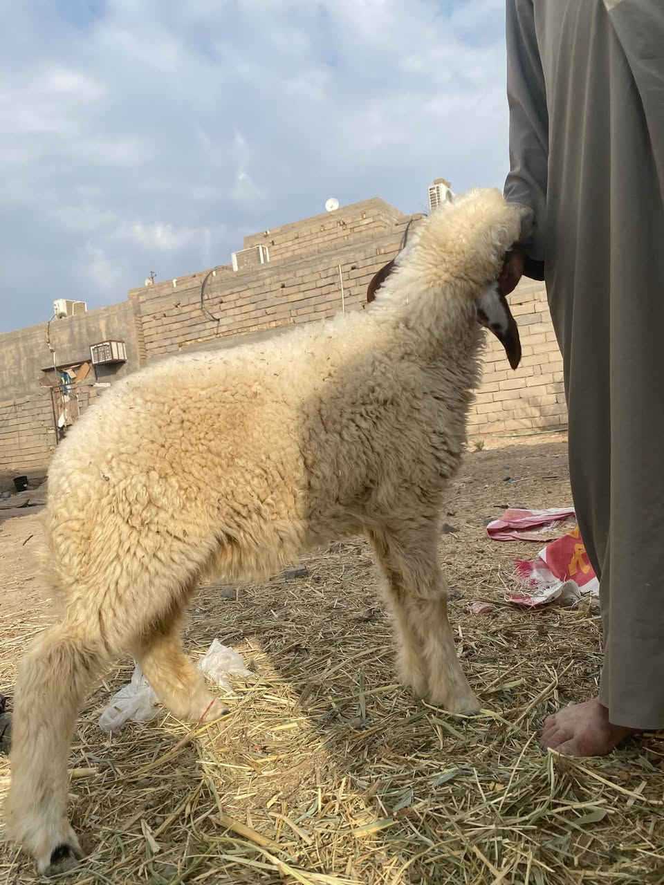 طلي ذكر • قضاء القرنه • نهر الباشه