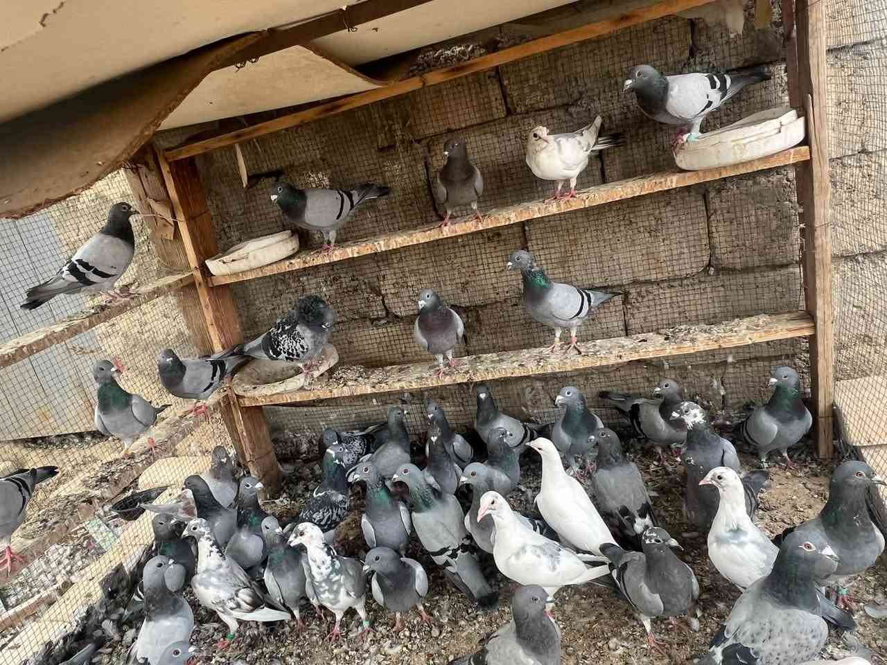 حمام زواجل • فرخات • واتساب
