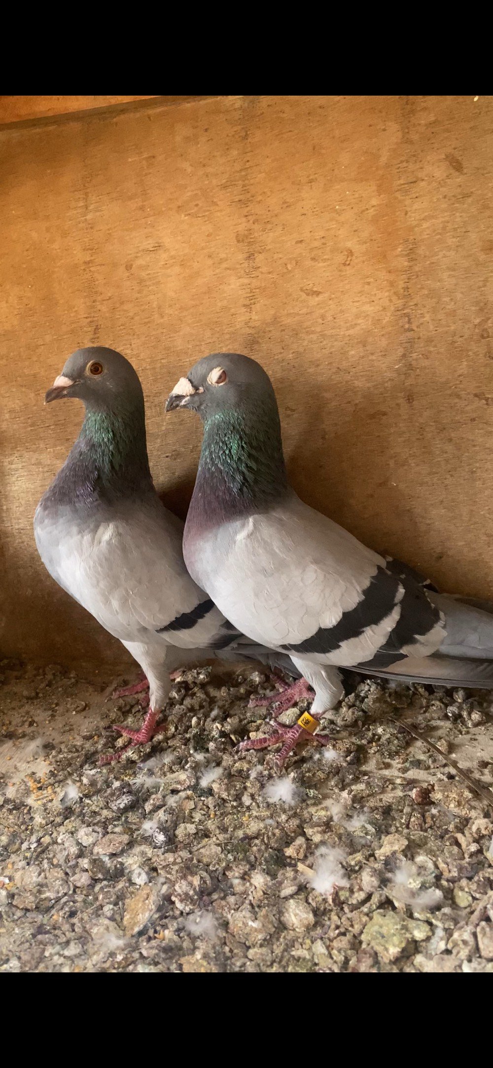 زواجل • بغداد • ٢٠ زوج