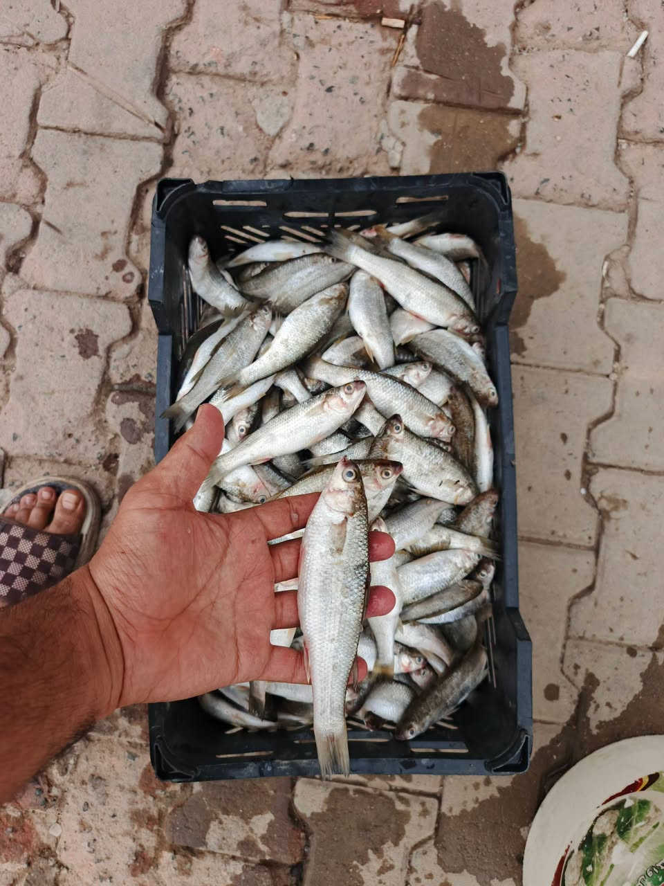 ابو زريده • تازه صيد • توصيل