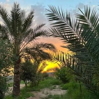 ١ دونم • ري بالتقطير • ٤٥ نخلة