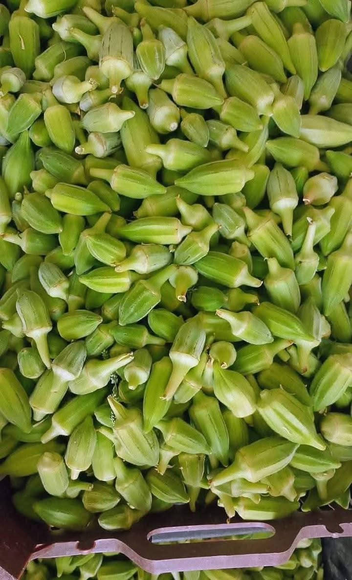 السلام عليكم باميه بترء حوي جديد كل يوم بيومه سعر الكيلوو 3000دينار مع التوصيل الباب البيت للحجز ع  رقم واتساب ***********
