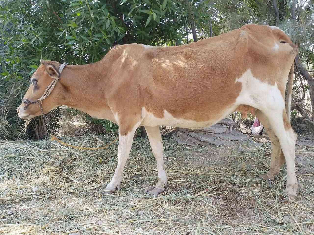 بابل • توصيل • واتساب