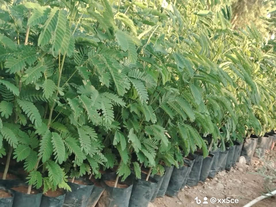 بغداد • نباتات زينة • ياس عراقي