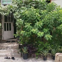 قطاع 55 • نص قطعة • بناء جديد
